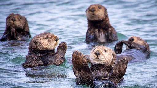 newsela-ecosystem-superheroes-sea-otters-help-keep-coastal-waters-in-check